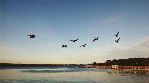 Birds flying over sea against sky during sunset