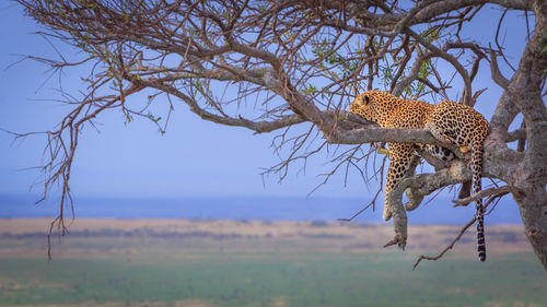 Leopard lying on tree against sky