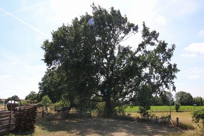 Trees on field against sky