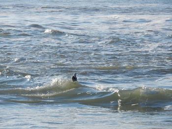 Ducks swimming in sea