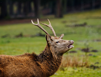 Close-up of deer on field