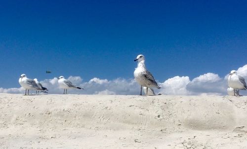 Low angle view of seagulls on land against clear sky