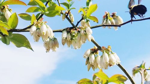 Low angle view of cherry blossom against sky