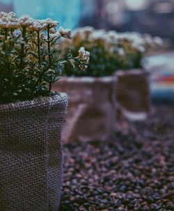 Close-up of plant