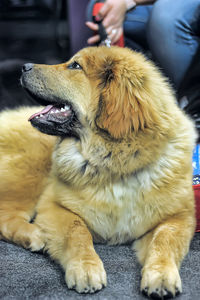 Midsection of person with dog