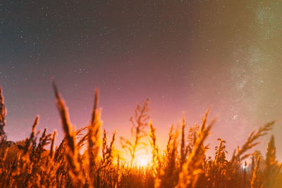 Close-up of plants against sky at night