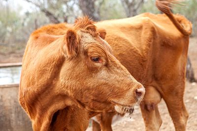 Close-up of a cow