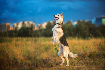Dog running on field