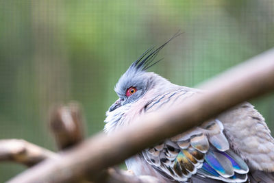 Close-up of bird perching on metal