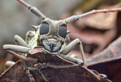 Close-up portrait of insect