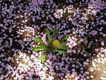 Close-up of purple flowers blooming outdoors