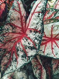 Full frame shot of red flowering plant