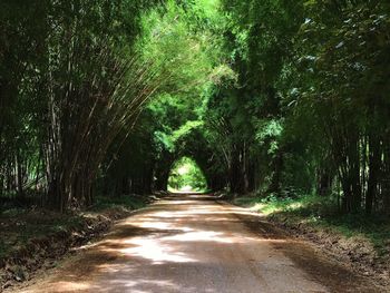 Dirt road amidst trees in forest