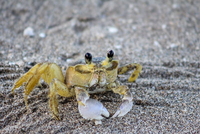 Close-up of crab on sand