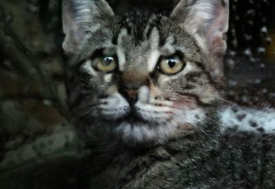 Close-up portrait of cat