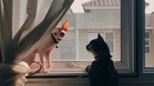 Portrait of a dog looking through window