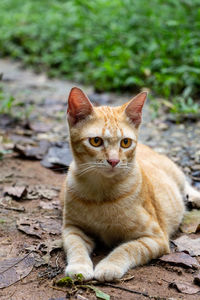 Portrait of cat sitting on field