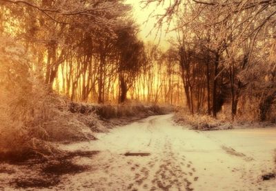 Road amidst bare trees in forest during winter