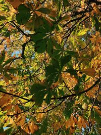 Low angle view of maple leaves on tree