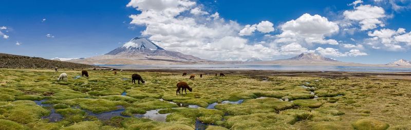 Cows grazing on landscape against sky