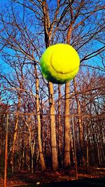 Low angle view of yellow tree