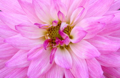 Full frame shot of pink flower