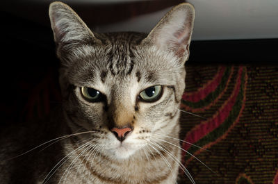 Close-up portrait of cat