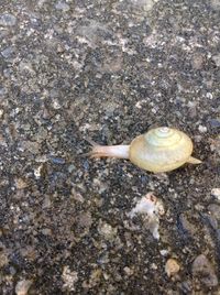 snail