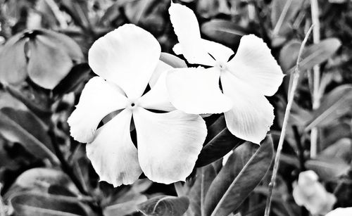 Close-up of white flowers