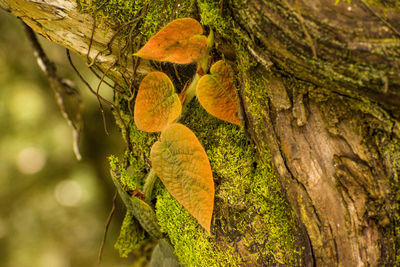 Close-up of leaves on tree trunk in forest
