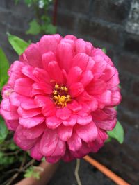 Close-up of pink flower