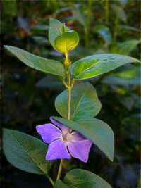 Close-up of leaves on plant