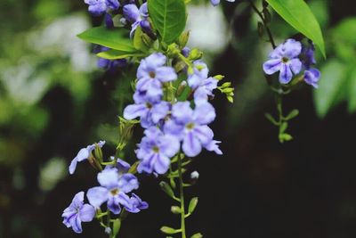 Close-up of purple flowers