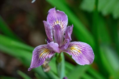 Close-up of purple iris flower