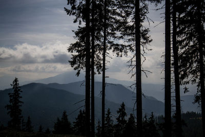 Silhouette trees in forest against sky