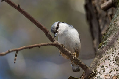 Close-up of bird perching on tree