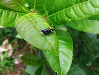 High angle view of insect on leaf