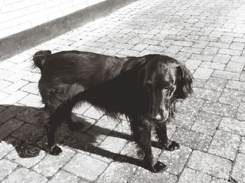 Dog standing on footpath