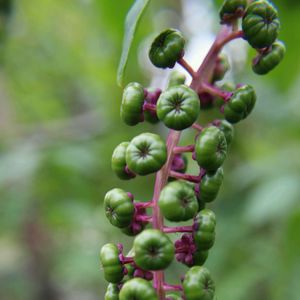 Close-up of plant growing outdoors