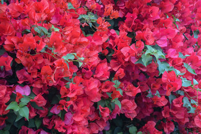 Full frame shot of red flowers