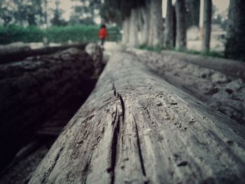 Surface level of wooden boardwalk