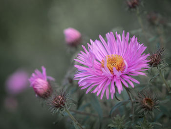 Close-up of pink flower