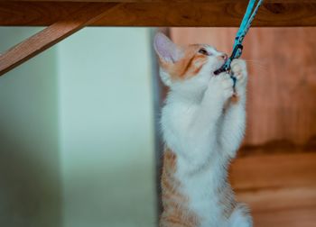 Close-up of cat looking away