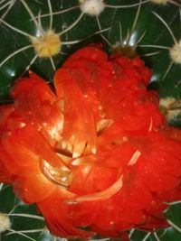 Close-up of wet red flower