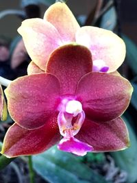 Close-up of purple flower