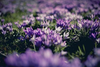 Close-up of purple flowering plants on field