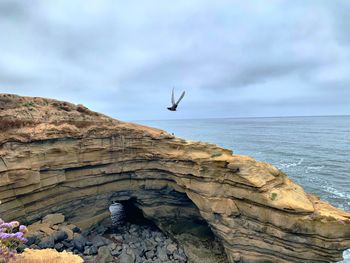 Bird flying over sea against sky