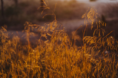 Close-up of crops growing on field