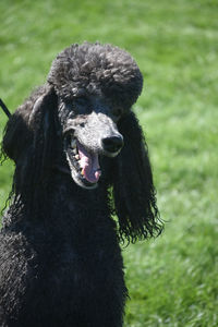 Adorable purebred standard black poodle in the summer
