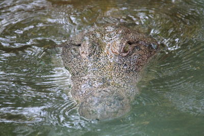 Crocodile swimming in lake